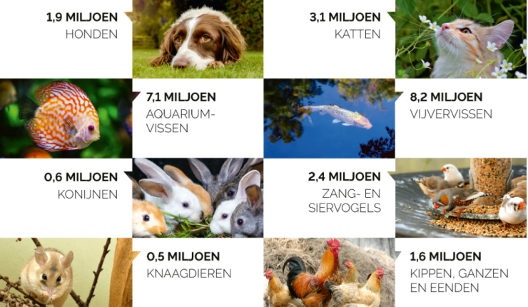 Coronacrisis zorgt voor piek in huisdierbezit