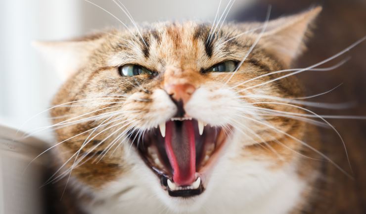 Een kat die naar doet