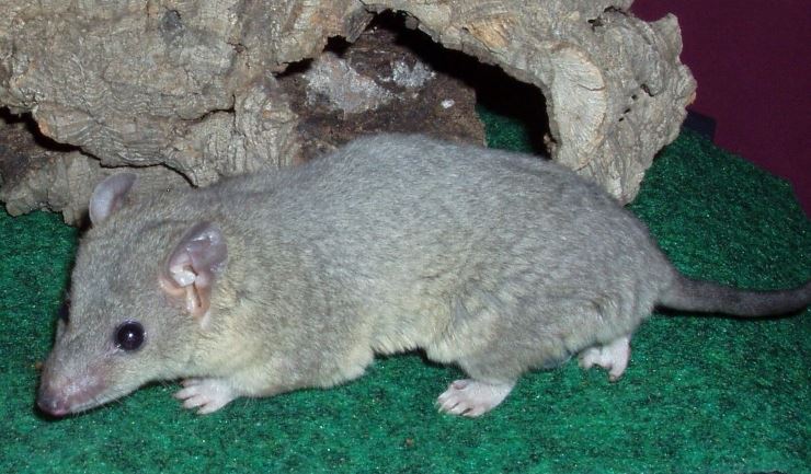 Kortstaartopossum