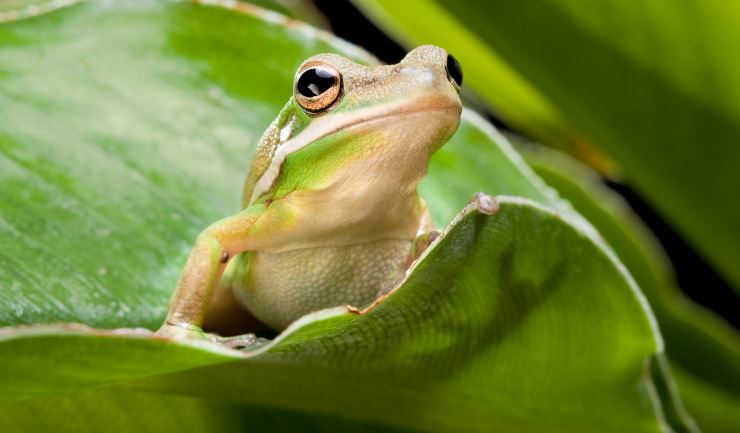 Groene boomkikker