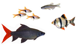 Barbelen, danio's en rasbora's (vissengroep)