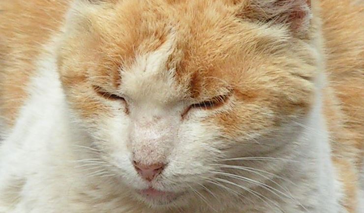 Niesziekte bij de kat