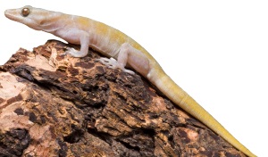 Gouden gekko
