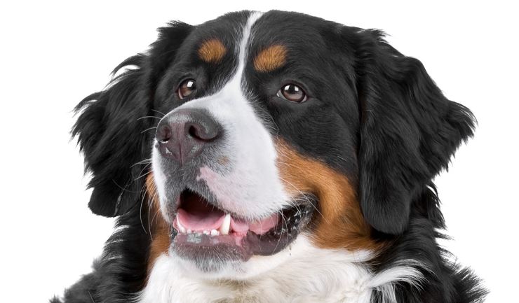 Berner Sennenhond