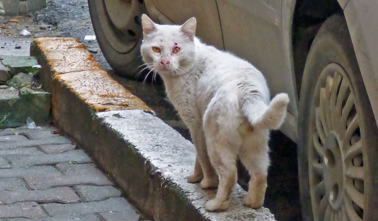 Verminderen zwerfkatten door castratie en chipplicht