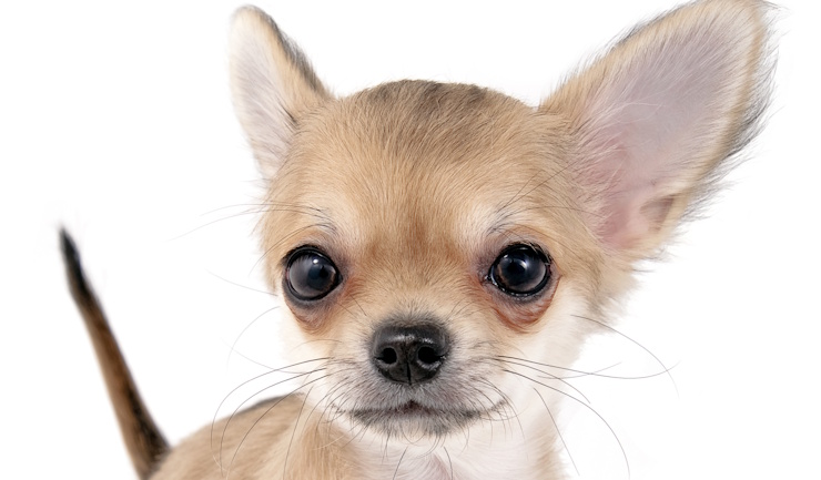 Klein maar pijn: dierenartsen slaan groot alarm over kleine hondjes