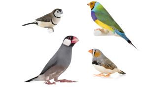 Prachtvinken (vogelgroep)