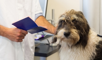 Verplicht voor honden