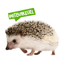 Spreekbeurt witbuikegel