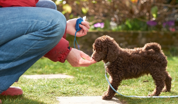 Leren en gedrag van uw puppy