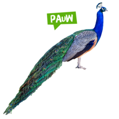Spreekbeurt pauw