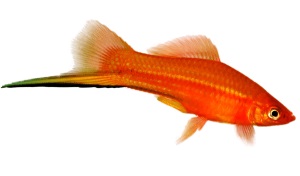 Zwaarddrager