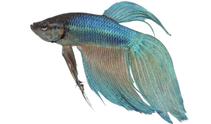 Betta