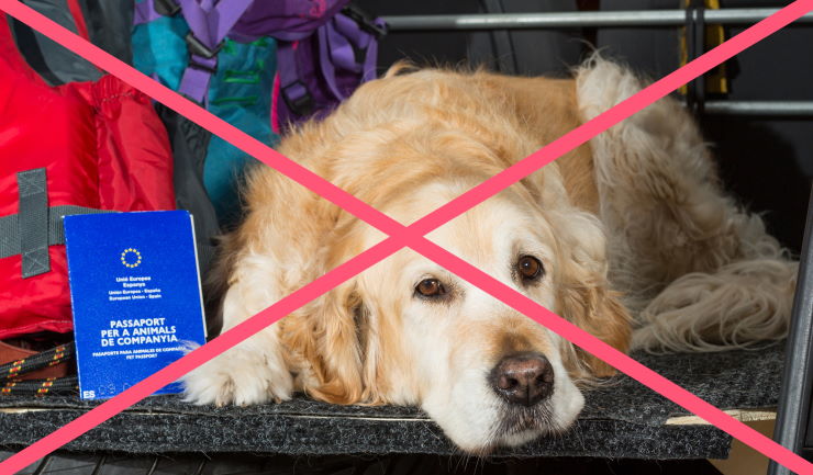 Coronavirus - niet reizen met huisdieren