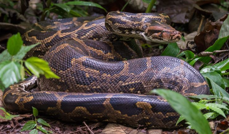 Tijgerpython