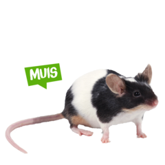 Spreekbeurt muis