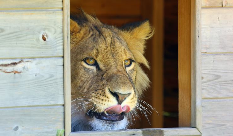 Dieren die als huisdier zijn toegestaan