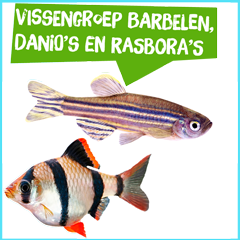 Spreekbeurt vissengroep barbelen, danio's en rasbora's