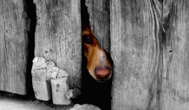Dierenmishandeling en -verwaarlozing