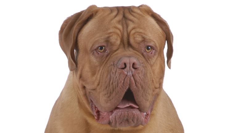 Bordeaux Dog