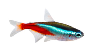 Neontetra