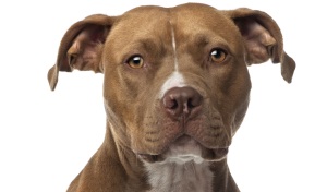 American Staffordshire Terrier
