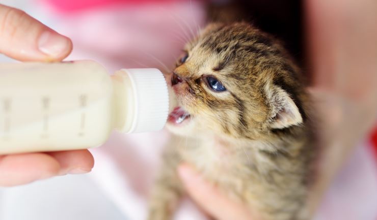 Kittens met de hand grootbrengen