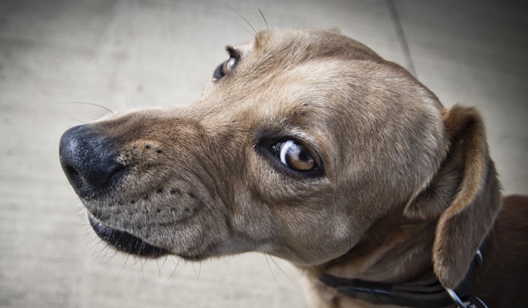 Heb je een hond? Houd je bezorger veilig!
