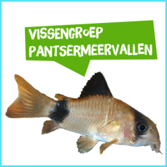 Spreekbeurt vissengroep pantsermeervallen