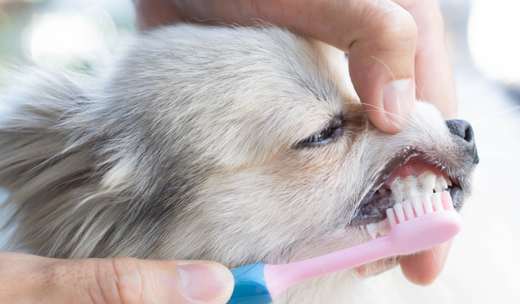 Dierenartsenpraktijken vragen aandacht voor gebitsverzorging