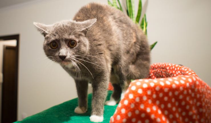 Stress bij de kat