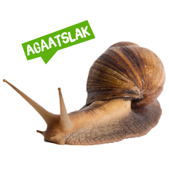 Spreekbeurt agaatslak