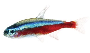 Kardinaaltetra