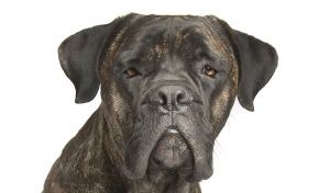 Cane Corso