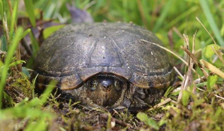 Oostelijke modderschildpad