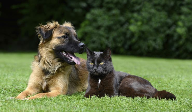 Minister geeft stand van zaken dierenwelzijn