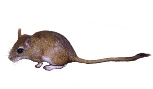 Perzische gerbil