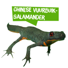 Spreekbeurt Chinese vuurbuiksalamander