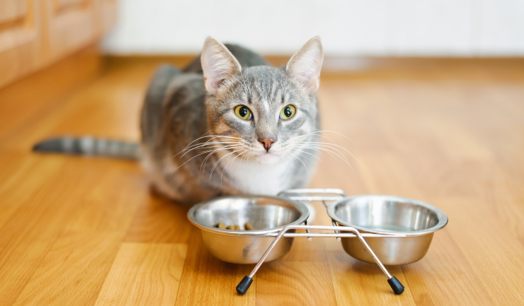 Deelnemers gezocht voor kattenonderzoek ‘De fijnproever’