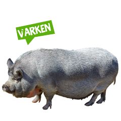 Spreekbeurt varken