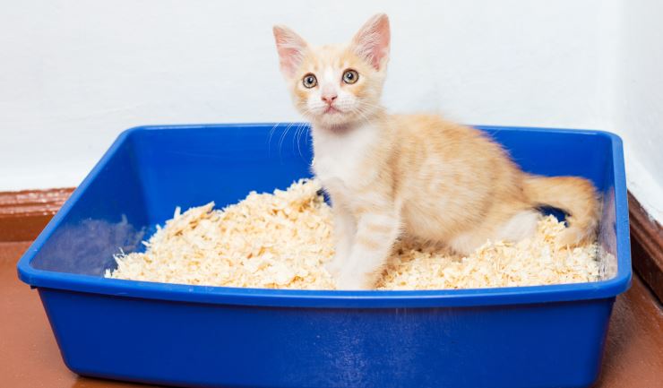 Verzorging van uw kitten
