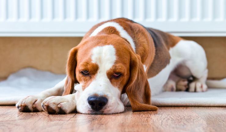 Pijn herkennen bij honden