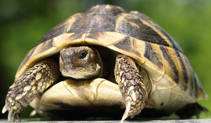 Spreekbeurt Griekse landschildpad