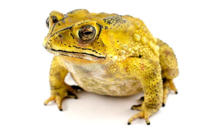 Lijstenpad