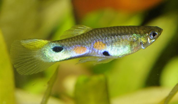 Guppy
