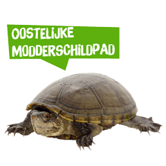 Spreekbeurt oostelijke modderschildpad