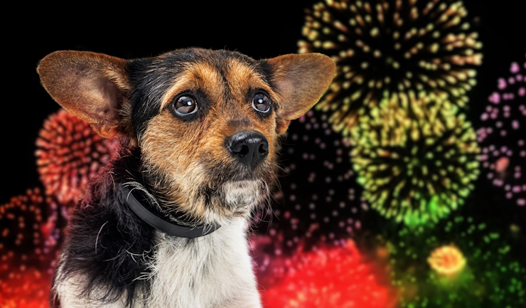 Als je dier bang is voor vuurwerk