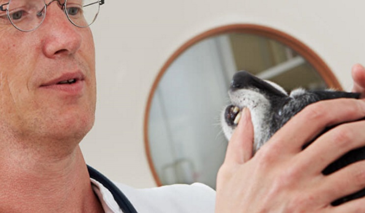 Dierenartsenpraktijken leren baasjes het gebit van hun hond of kat verzorgen