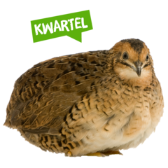 Spreekbeurt kwartel