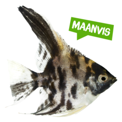 Spreekbeurt maanvis